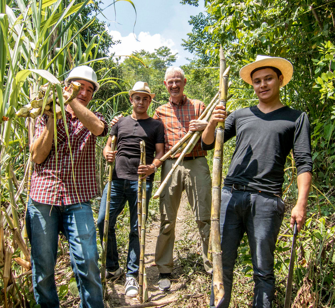 Agricole Rum - sukkerrørene høstes