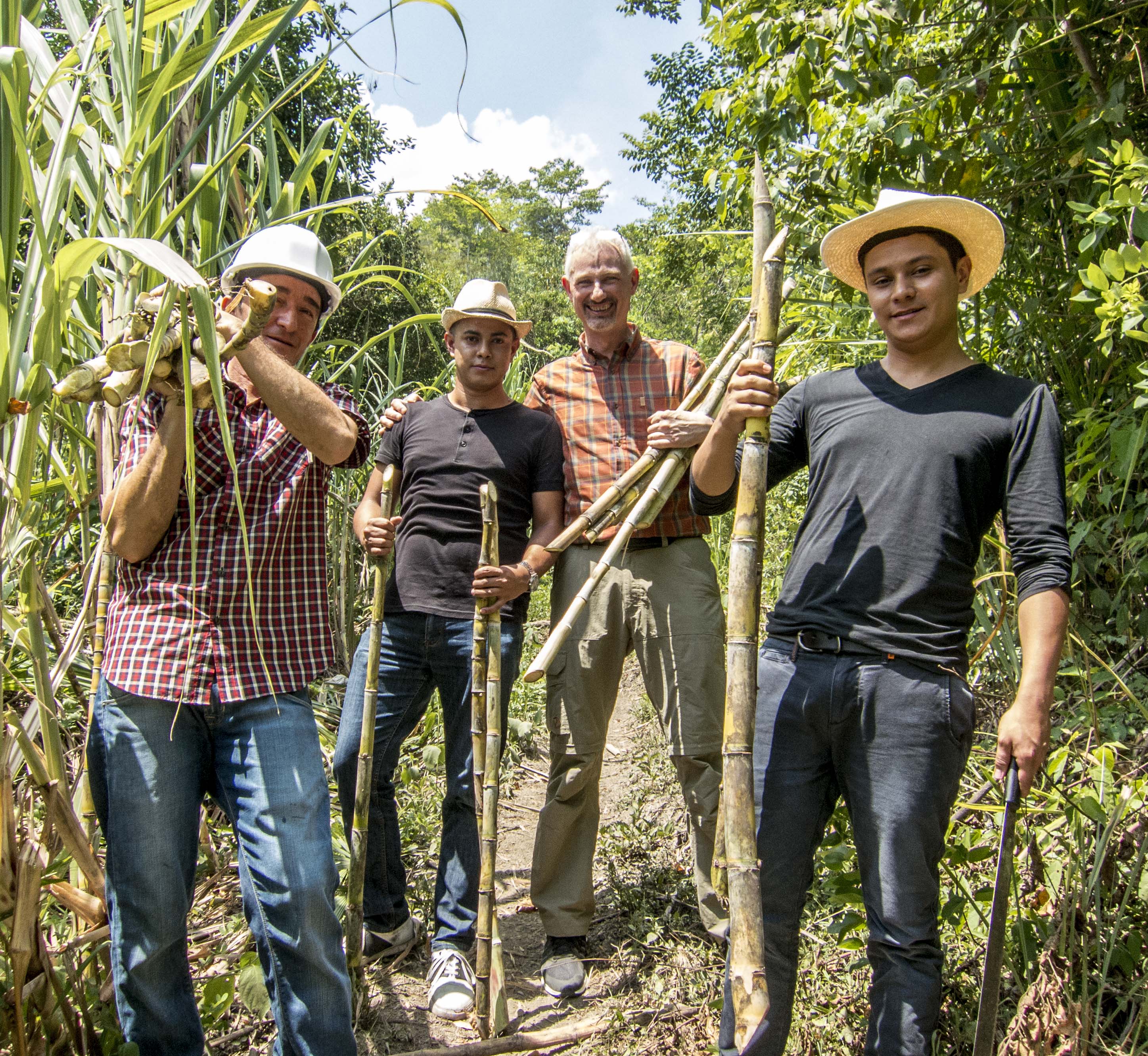 Agricole Rum - sukkerrørene høstes