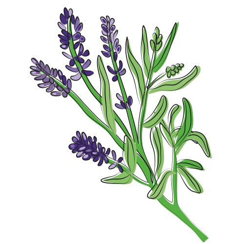 Lavendel